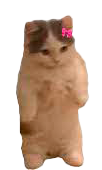 Kitty female