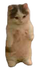 Kitty male